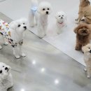 멍찌애견유치원 이미지