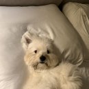 LaBu | 꼬똥 막지의 미용 일기 (수영 라부labu)