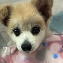 수성 메트로 동물병원 이미지