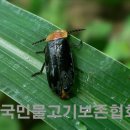 청강전통문화학교 이미지