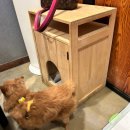 퐁이네 애견 이미지