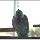 이풍녀 구로쌈밥 이미지