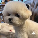 101 애견미용 이미지