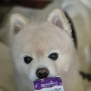 휴먼아이케어 이미지