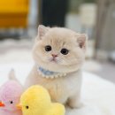 아띠캣 이미지
