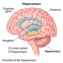 🧠 선행성 기억상실증 (Anterograde Amnesia) 이미지