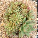 골드라벨 이미지