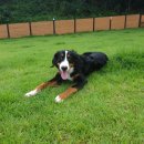 쪼쪼애견 이미지