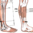 [懸鐘穴][현종혈] [絶骨穴][절골혈] 이미지