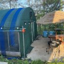 제부도펜션 벚꽃 이미지