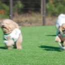 펫인더파크 이미지