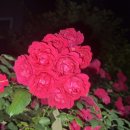 원할머니보쌈족발 이수역점 이미지