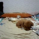 (주)팍스인슈