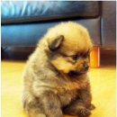 다 Daum카페