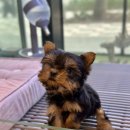 제주 애견 아가야 이미지