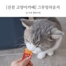 그루밍 하니 | [진천 고양이 카페] 그루밍라운지 :: 아이와 함께 가기 좋은 힐링 공간