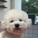 댕화살롱 이미지