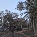 라온 골프연습장 | 제주 라온CC 골프투어｜4인 여행, 캐디 동반 라운딩과 라온골프텔 내돈내산