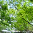 아둘람 | 두개의 절망이 만나다_편집 시편 108편_ 장엄한 찬송시_부활의 새벽