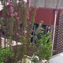 춘천 고양이집 이미지