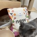물 부어주자마자 달려온 회색이🐱 나우 굿그레이비 급여 후기