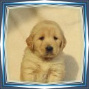 도그마루 강아지 고양이 울산점 이미지