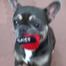 해맑은 애견미용 이미지