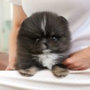 인천 강아지분양 고양이분양 미유펫 이미지