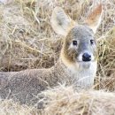 강원대학교 야생동물구조센터 이미지