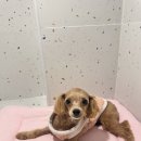 커몬댕댕 광주애견유치원&애견호텔 이미지