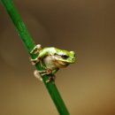 청개구리 이미지