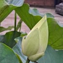 뿌린 대로 거두리라[As you sow, so you shall reap] - #118 이미지