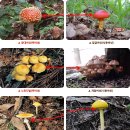 독버섯 식용버섯 비교사진 (산림청자료) 이미지