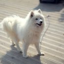 사랑이 머무는 펜션 이미지