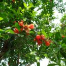 예덕리고분군 이미지