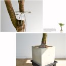 해피트리 이미지