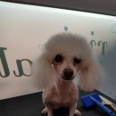 리리네 펫살롱 이미지