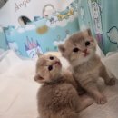 대전고양이분양 비비냥 이미지