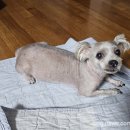 프레시독 이미지