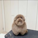 애견미용실 이미지