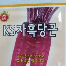 빨간당근 이미지