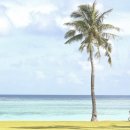 해바라기호떡 이미지