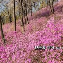 봄특집_트로트_연분홍 치마_작사 다경 이경희_작 편곡 AI수노_기획 편집 윤기영 이미지