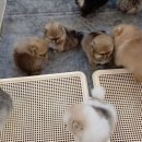 메르시몽프레 포메분양&애견카페 이미지