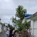 모모이 황촌