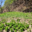 어버이 날 이미지