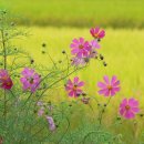 코스모스여화 이미지