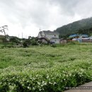 삼백초(三百草)를 아시나요. 이미지