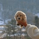 프라이드 켄넬 이미지