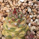 리치아이 이미지